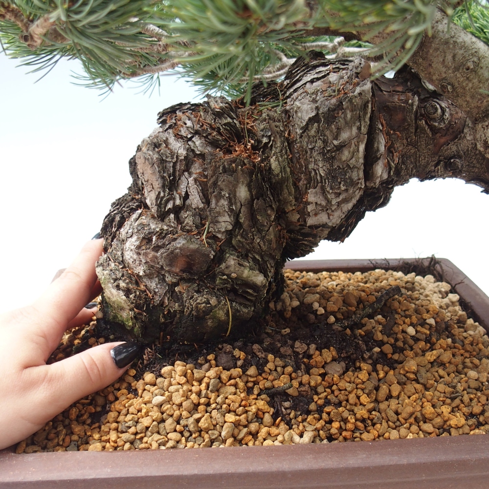Bonsai voor buiten - Pinus parviflora - Pinus parviflora