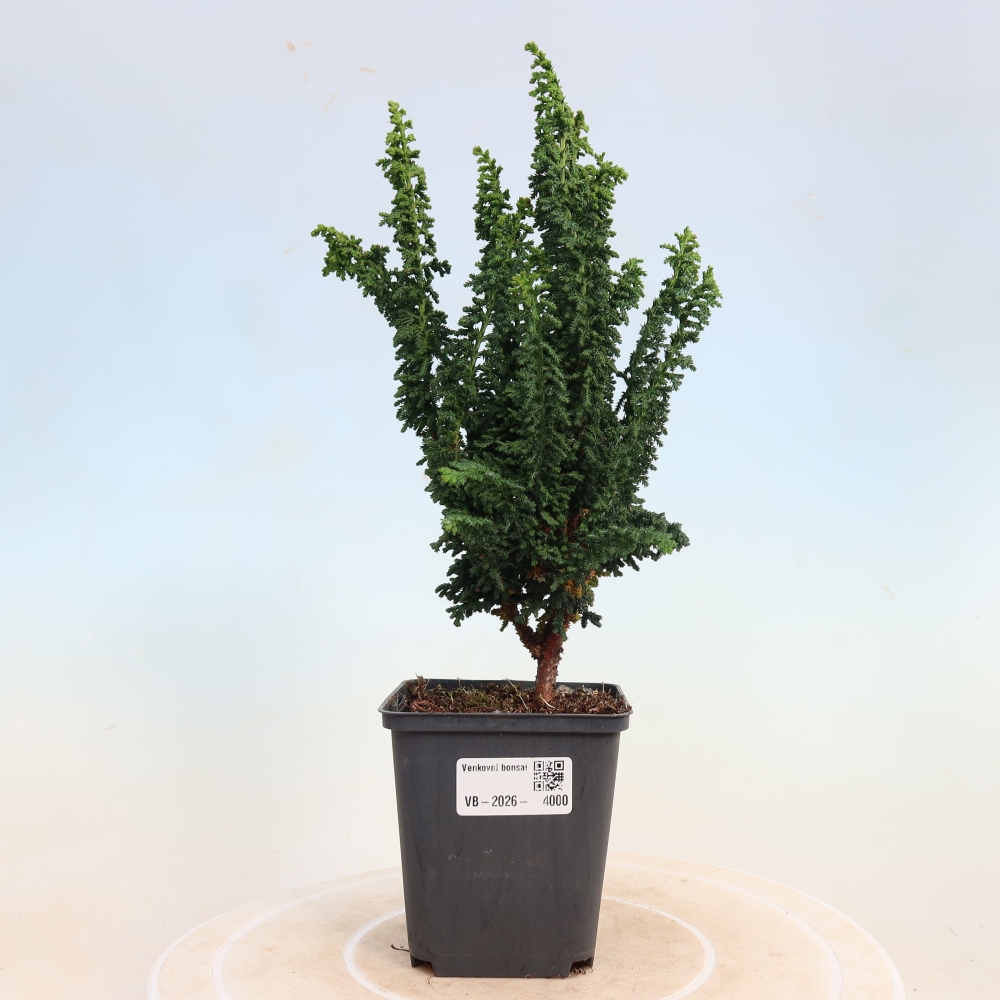Bonsai voor buiten - Cham. obtusa SEKKA HINOKI - Cipres