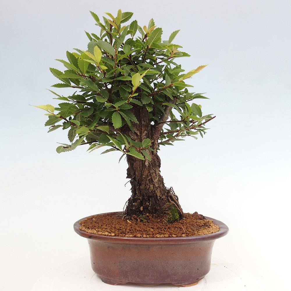 Bonsai voor buiten - Zelkova - Zelkova NIRE