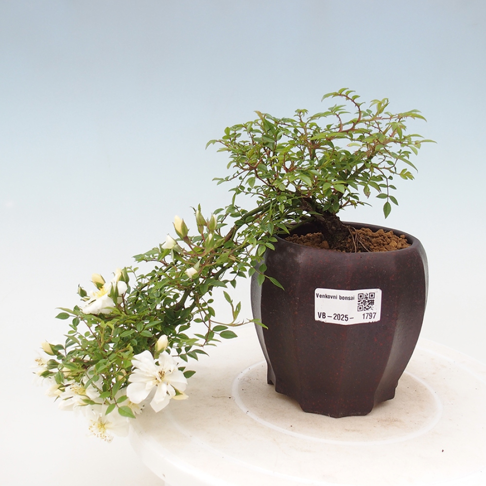 Bonsai voor buiten - Rosa Sea Foam - roos