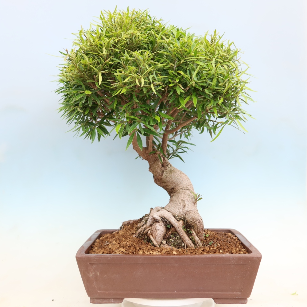 Kamerbonsai - Ficus nerifolia - kleinbladige ficus