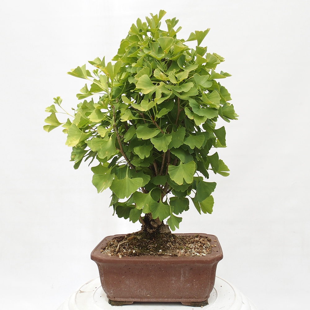 Bonsai voor buiten - Ginkgo biloba