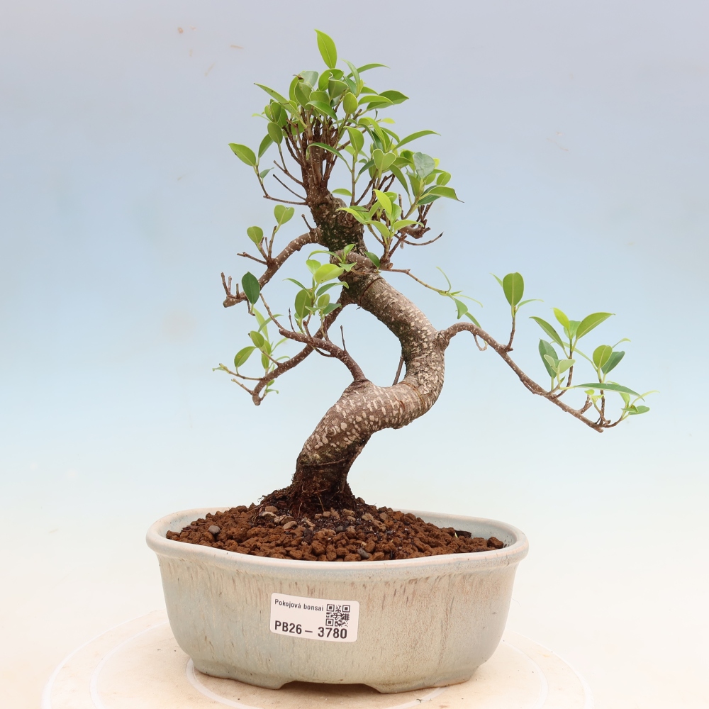 Kamerbonsai - Ficus kimmen - kleinbladige ficus