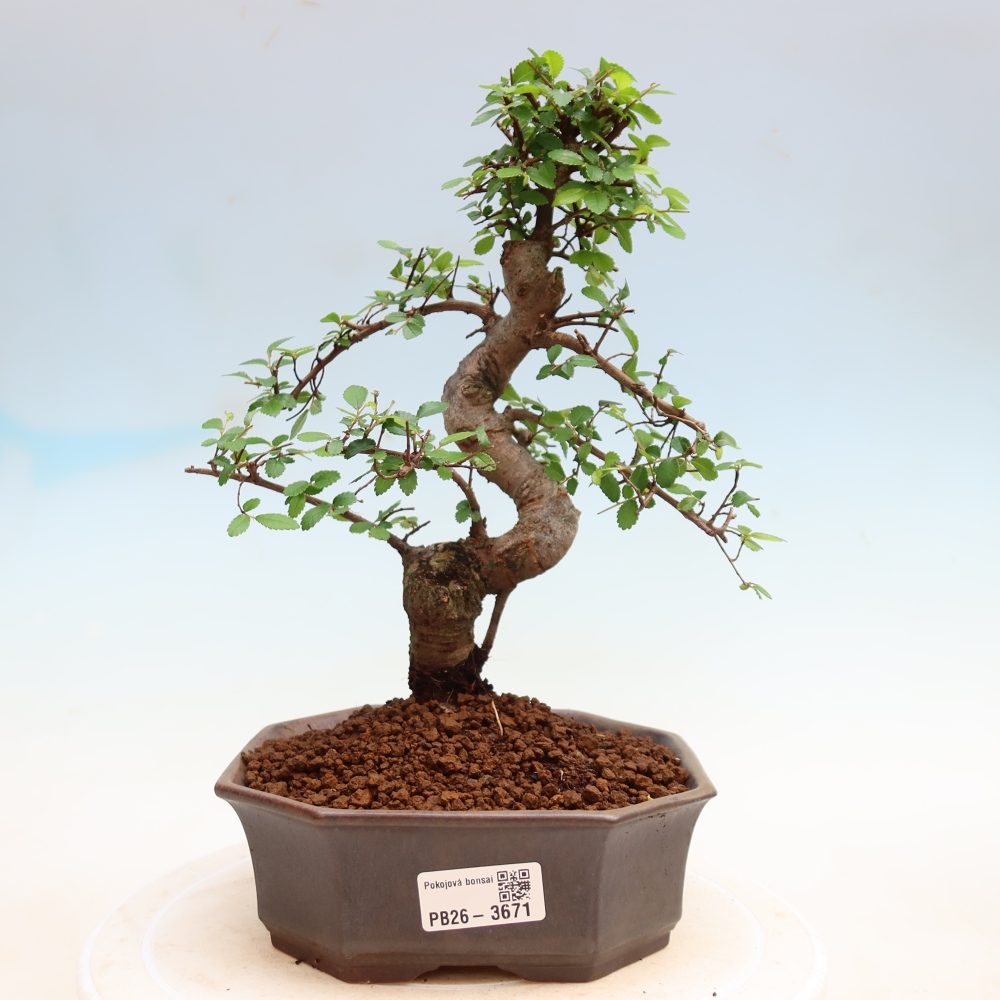 Kamerbonsai - Ulmus parvifolia - Winteriep