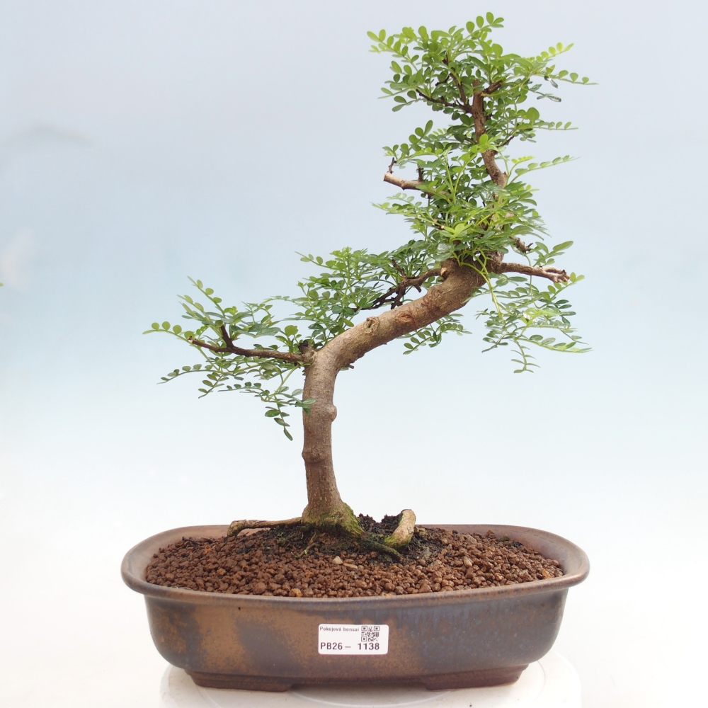 Kamerbonsai - Zantoxylum piperitum - peperboom