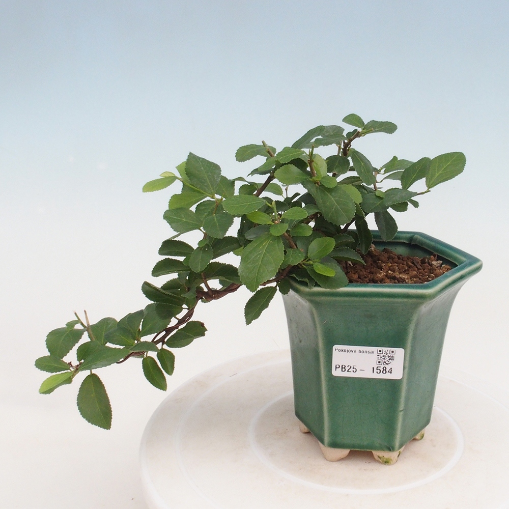 Bonsai - Grewia occidentalis - Lavendel zeester