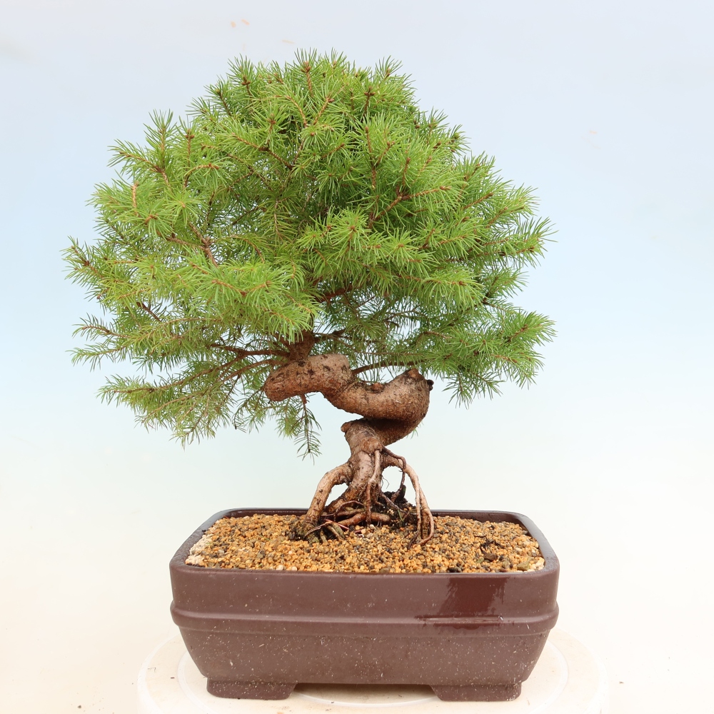 Bonsai voor buiten - Gewone spar - Picea glauca bol