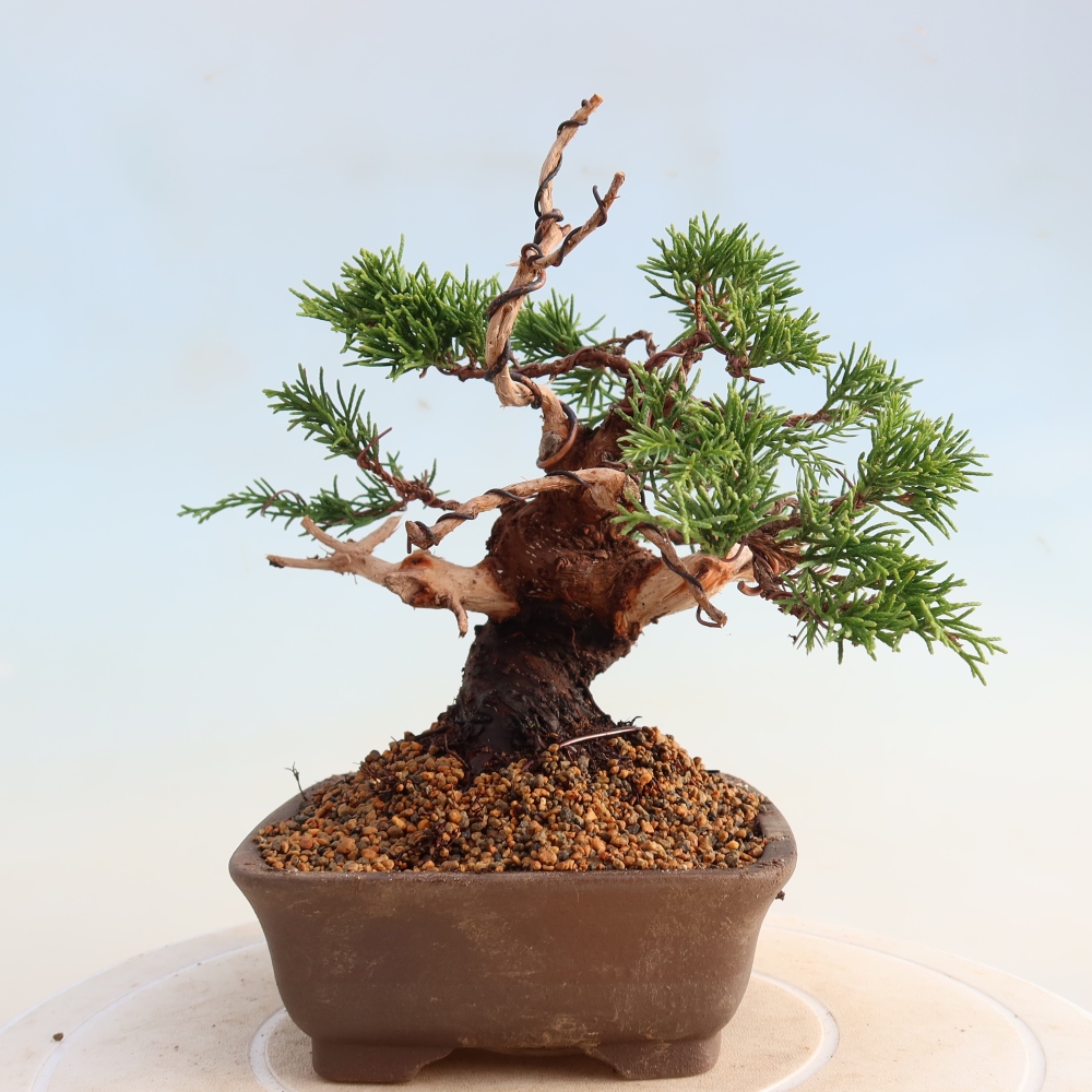 Bonsai voor buiten - Juniperus chinensis Itoigawa