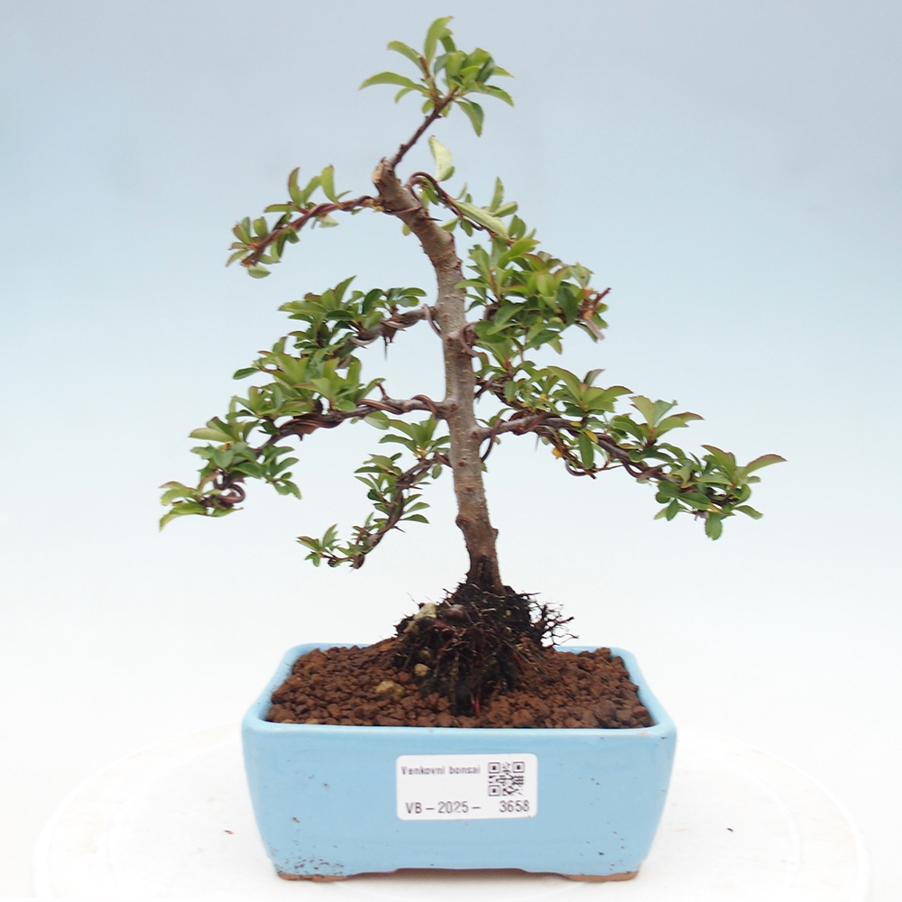Bonsai-Pyracantha Teton voor buiten -Hlox