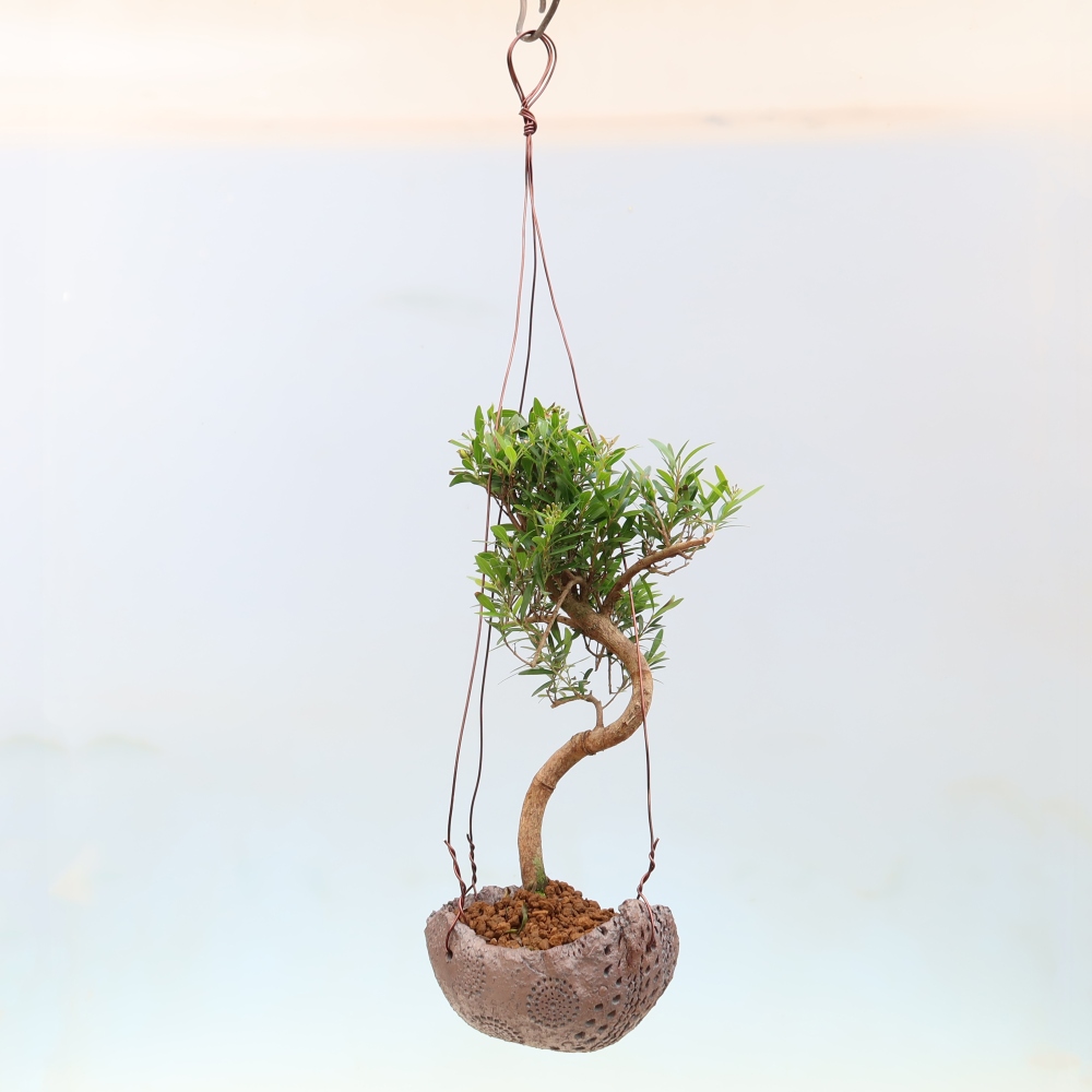 Kokedama in keramiek -Syzygium - Pimentboom