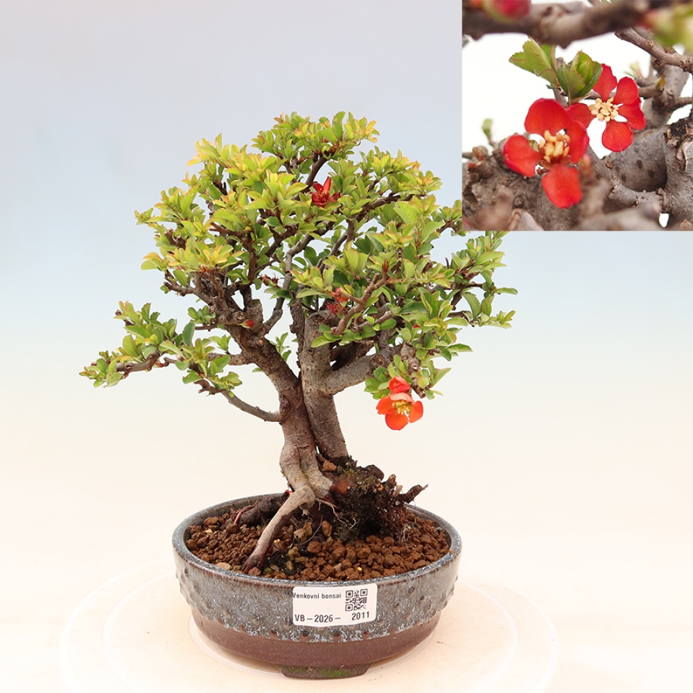 Bonsai voor buiten - Chaneomeles speciosa Chojubai