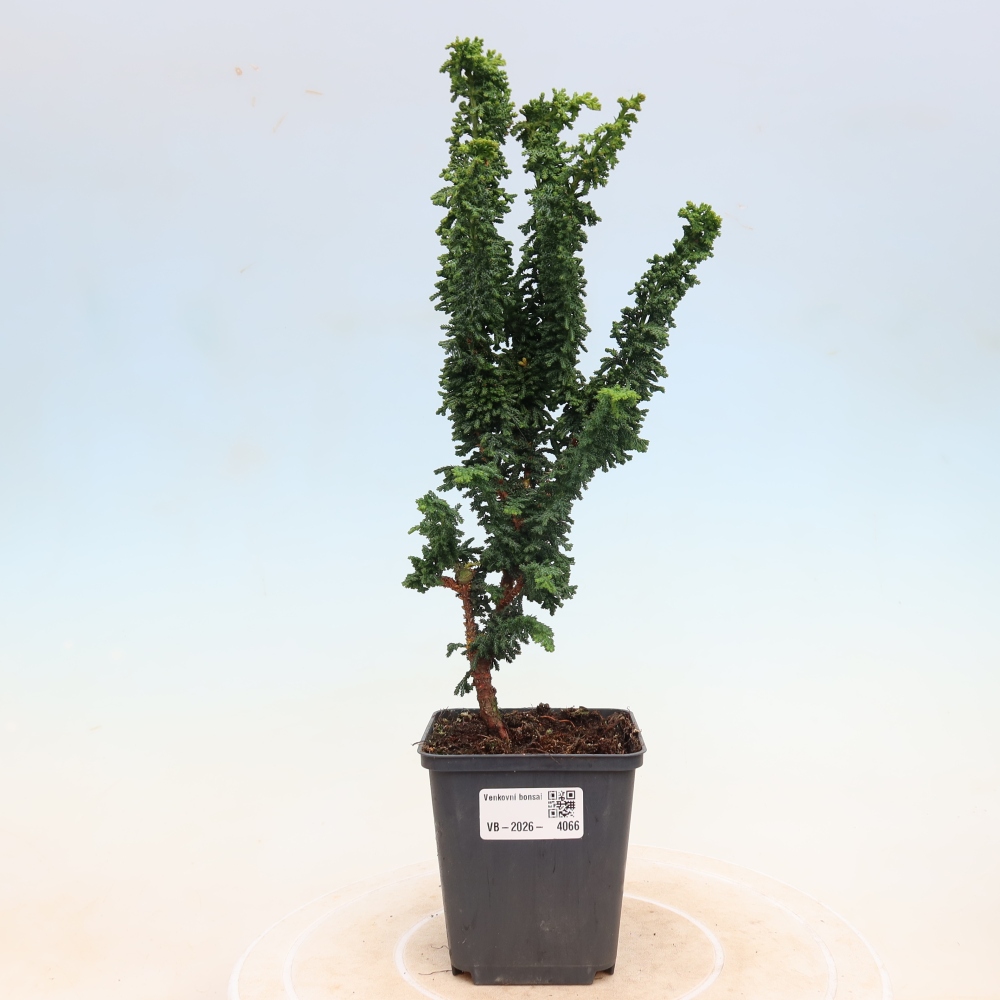 Bonsai voor buiten - Cham. obtusa SEKKA HINOKI - Cipres