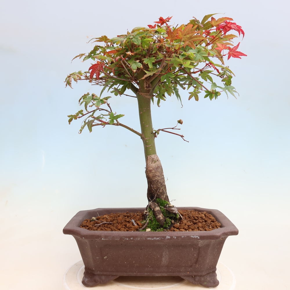 Bonsai voor buiten - Acer palmatum DESHOJO