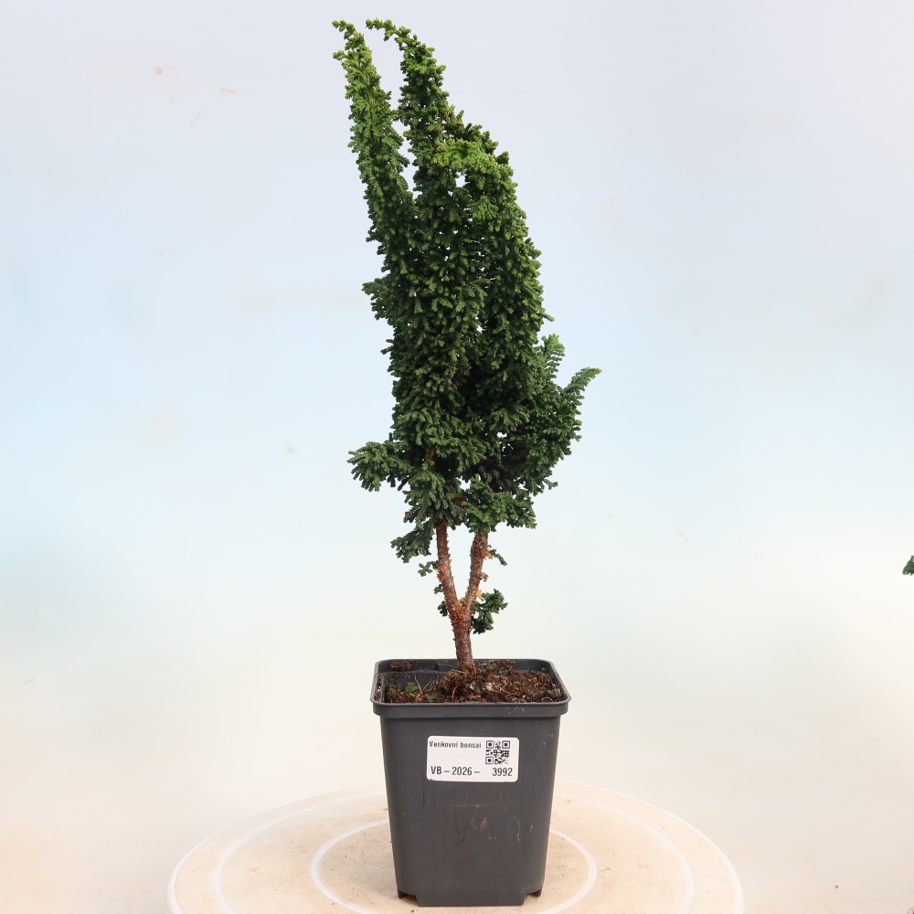 Bonsai voor buiten - Cham. obtusa SEKKA HINOKI - Cipres