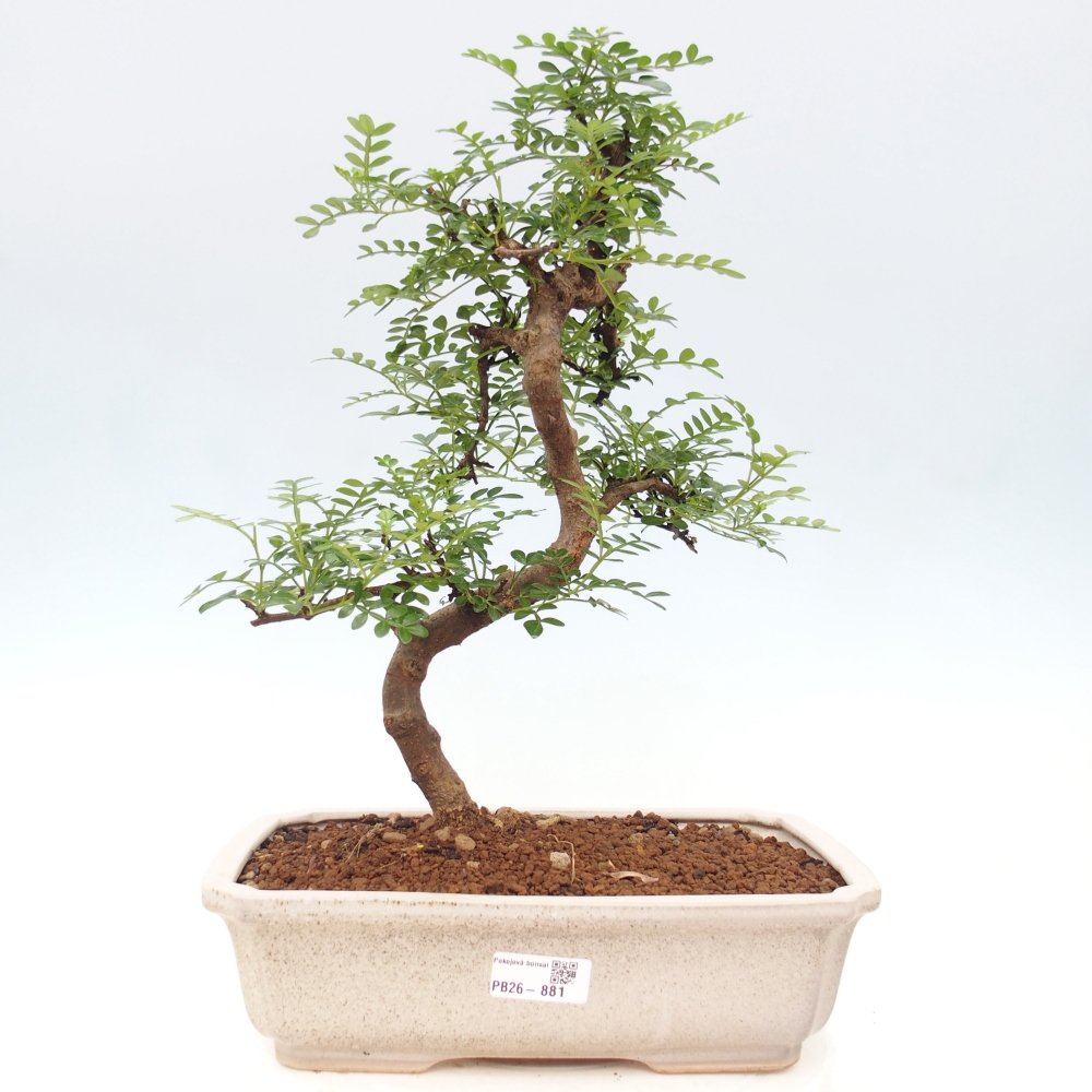 Kamerbonsai - Zantoxylum piperitum - peperboom