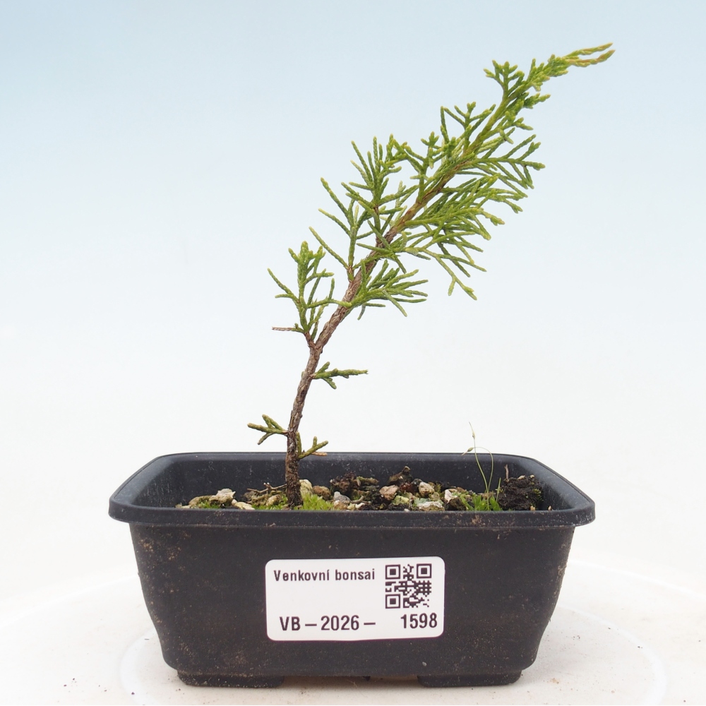 Bonsai voor buiten - Juniperus chinensis Itoigawa