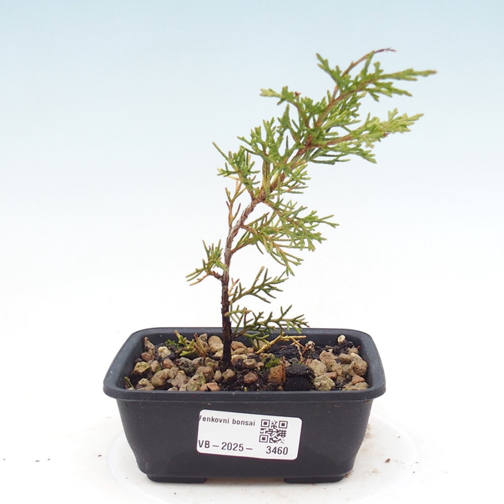 Bonsai voor buiten - Juniperus chinensis Itoigawa