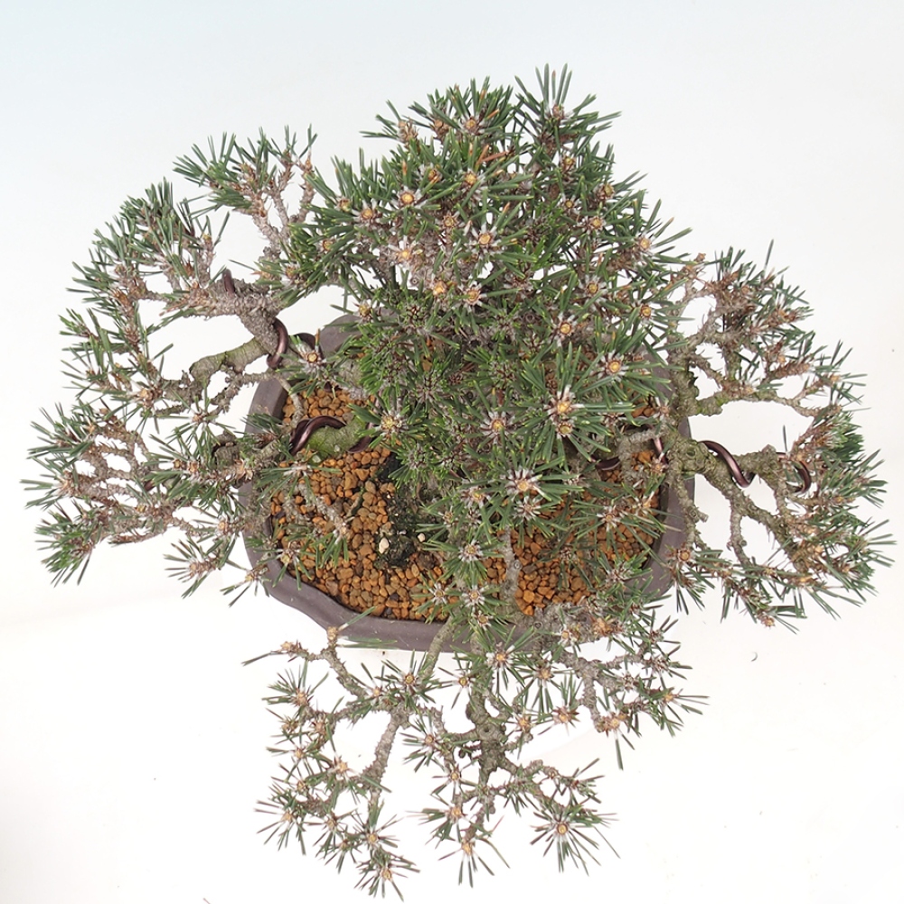 Bonsai voor buiten - Pinus thunbergii Kotobuki - Thunberg den