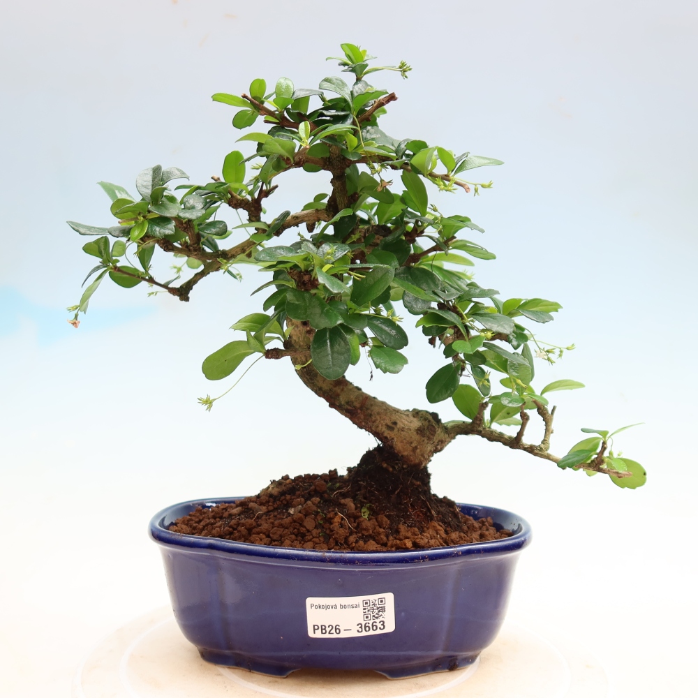 Kamerbonsai - Carmona macrophylla - Thee fuki