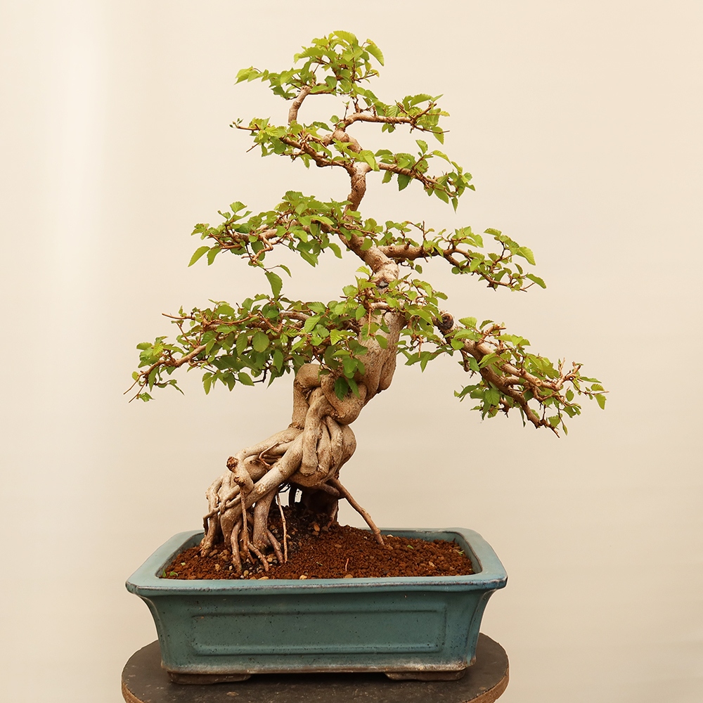 Bonsai voor buiten -Carpinus Coreana - Koreaanse haagbeuk