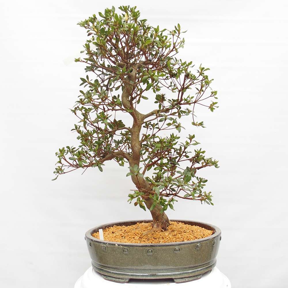 Bonsai voor buiten - Japanse Azalea - Azalea Hand