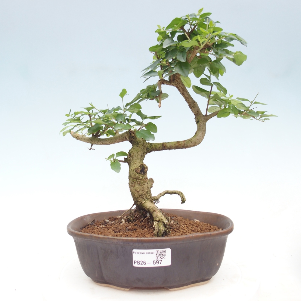 Kamerbonsai -Ligustrum chinensis - Vogelsnavel