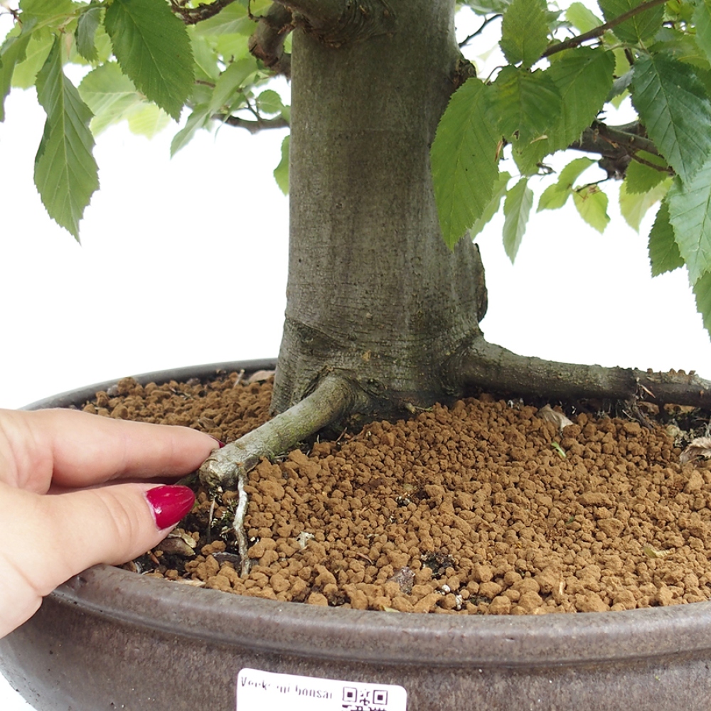 Bonsai voor buiten - Haagbeuk - Carpinus betulus