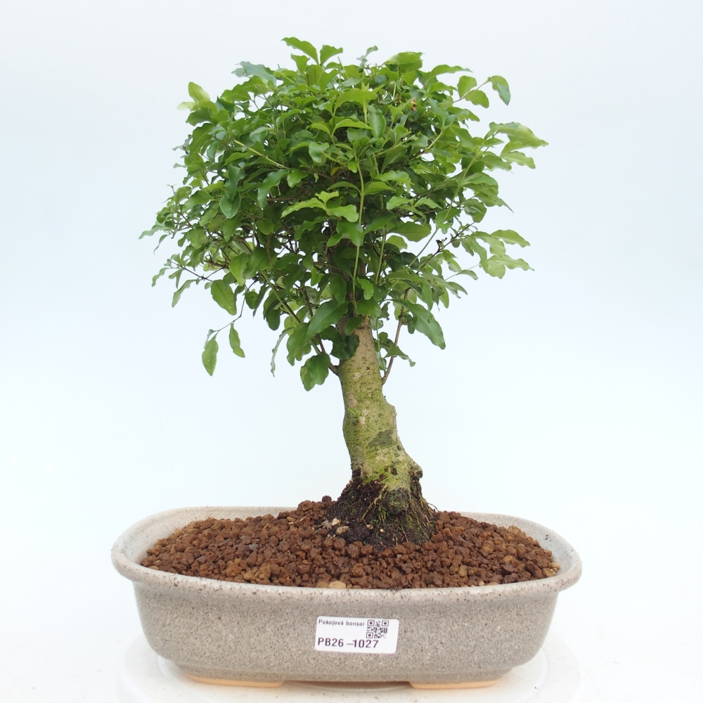 Kamerbonsai -Ligustrum chinensis - Vogelsnavel