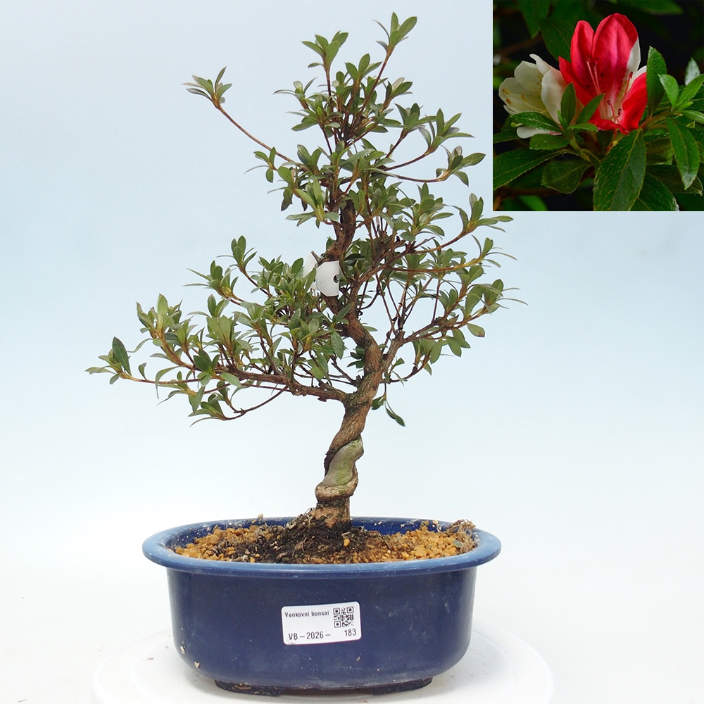 Bonsai voor buiten - Japanse Azalea - Azalea Senhime