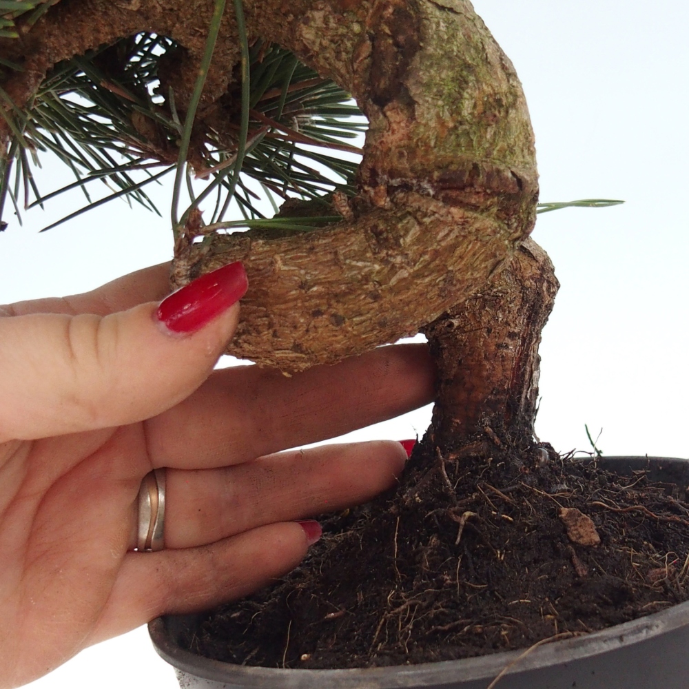 Bonsai voor buiten - Pinus thunbergii senjyumaru - Thunberg den