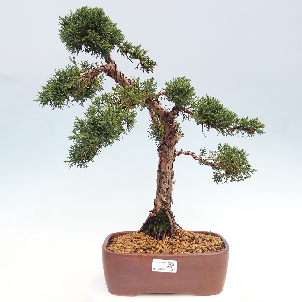 Bonsai voor buiten - Juniperus chinensis Kishu