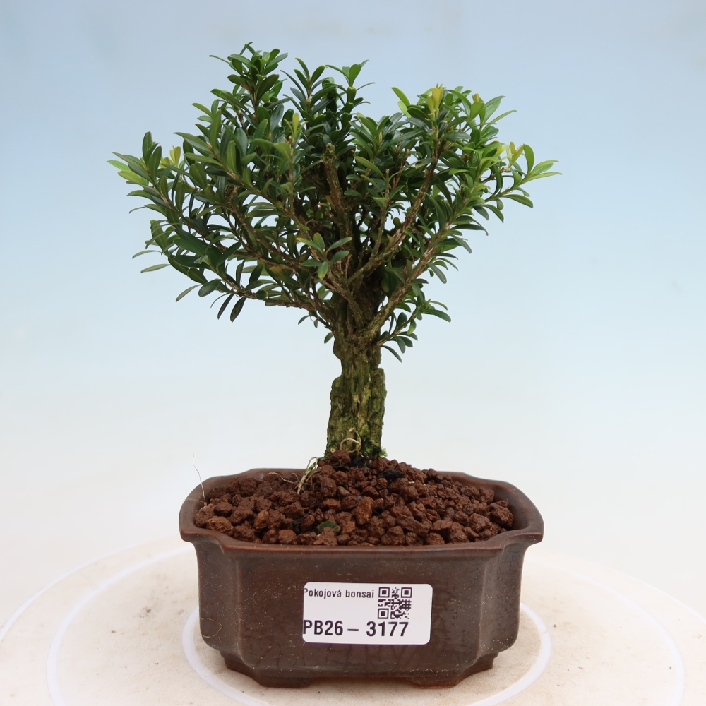 Kamerbonsai - Buxus harlandii - kurk buxus