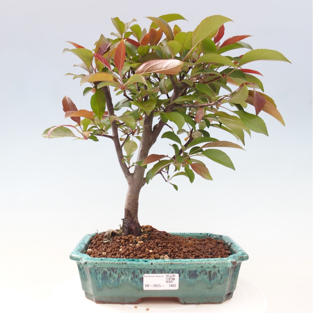 Bonsai voor buiten -Malus domestica - Roodbladige appelboom met kleine vruchten