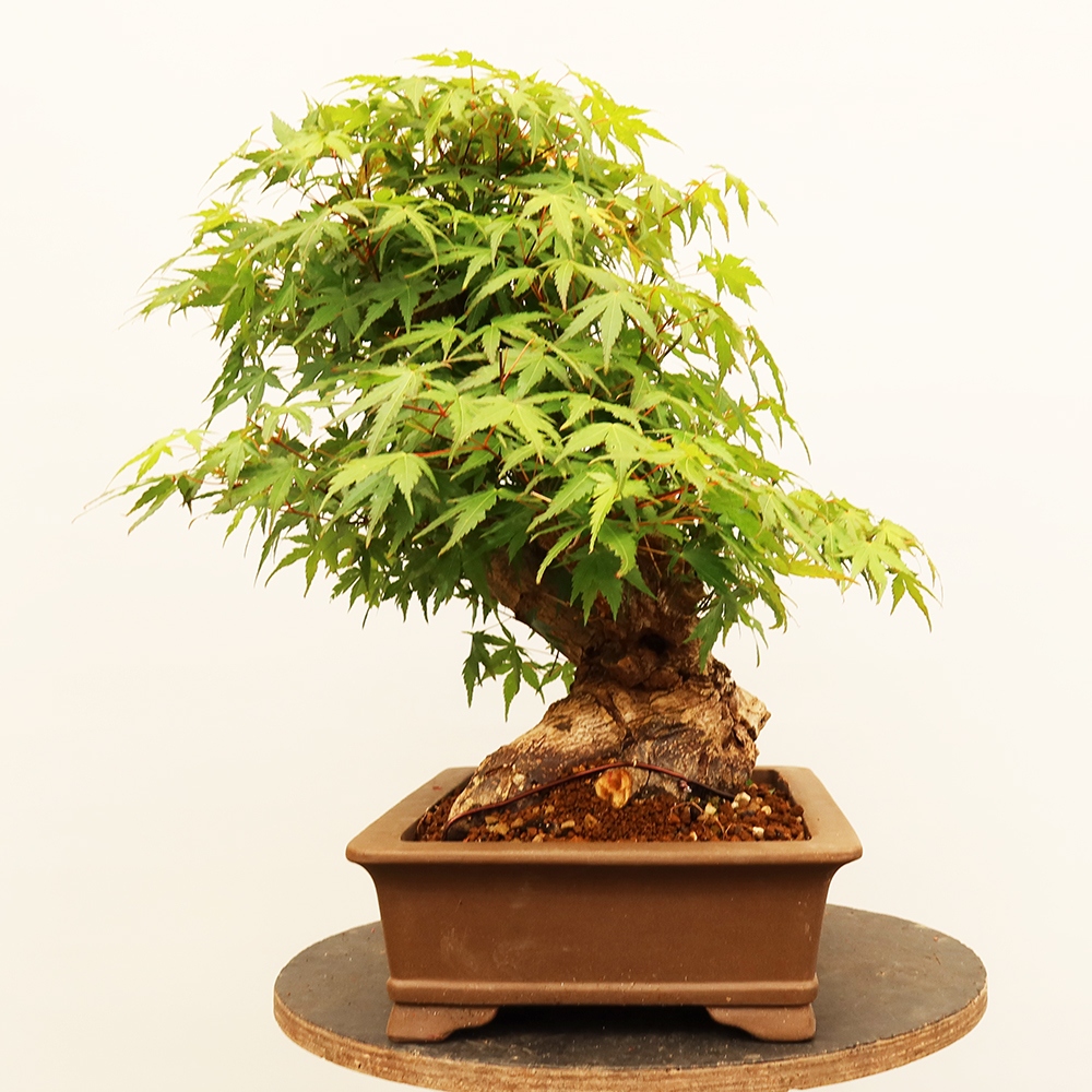 Bonsai voor buiten - Esdoorn palmatum - Palmen