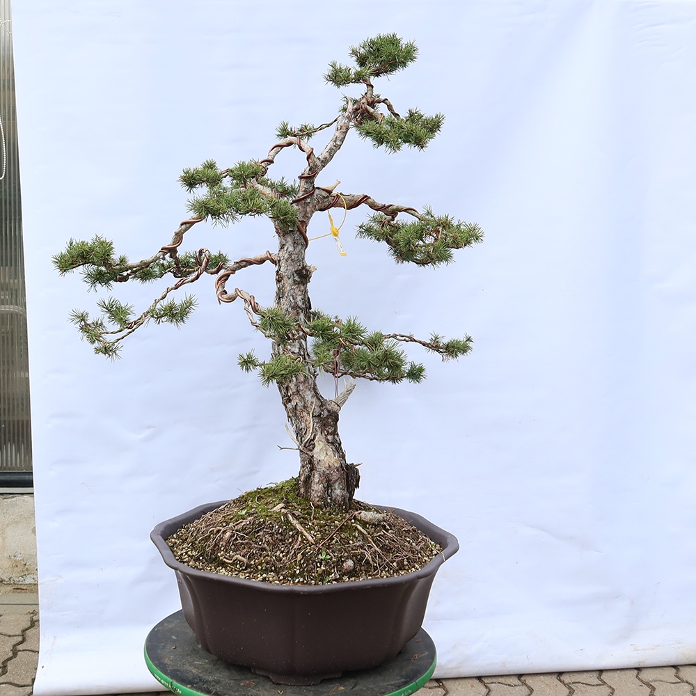 Pinus sylvestris Spanje - grove den