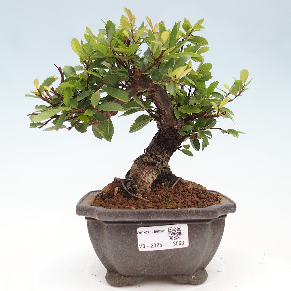 Bonsai voor buiten - Zelkova - Zelkova NIRE
