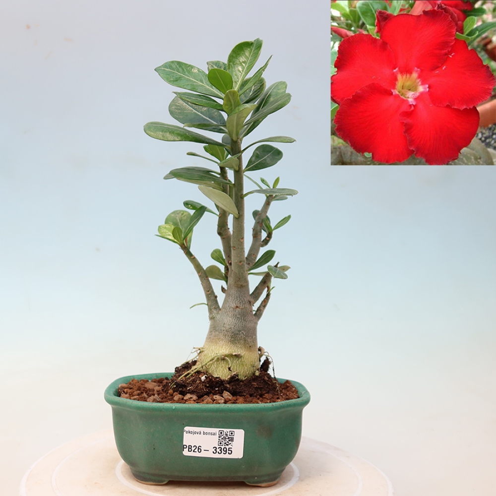 Kamerbonsai - Adenium obesum Red Star - Woestijnroos