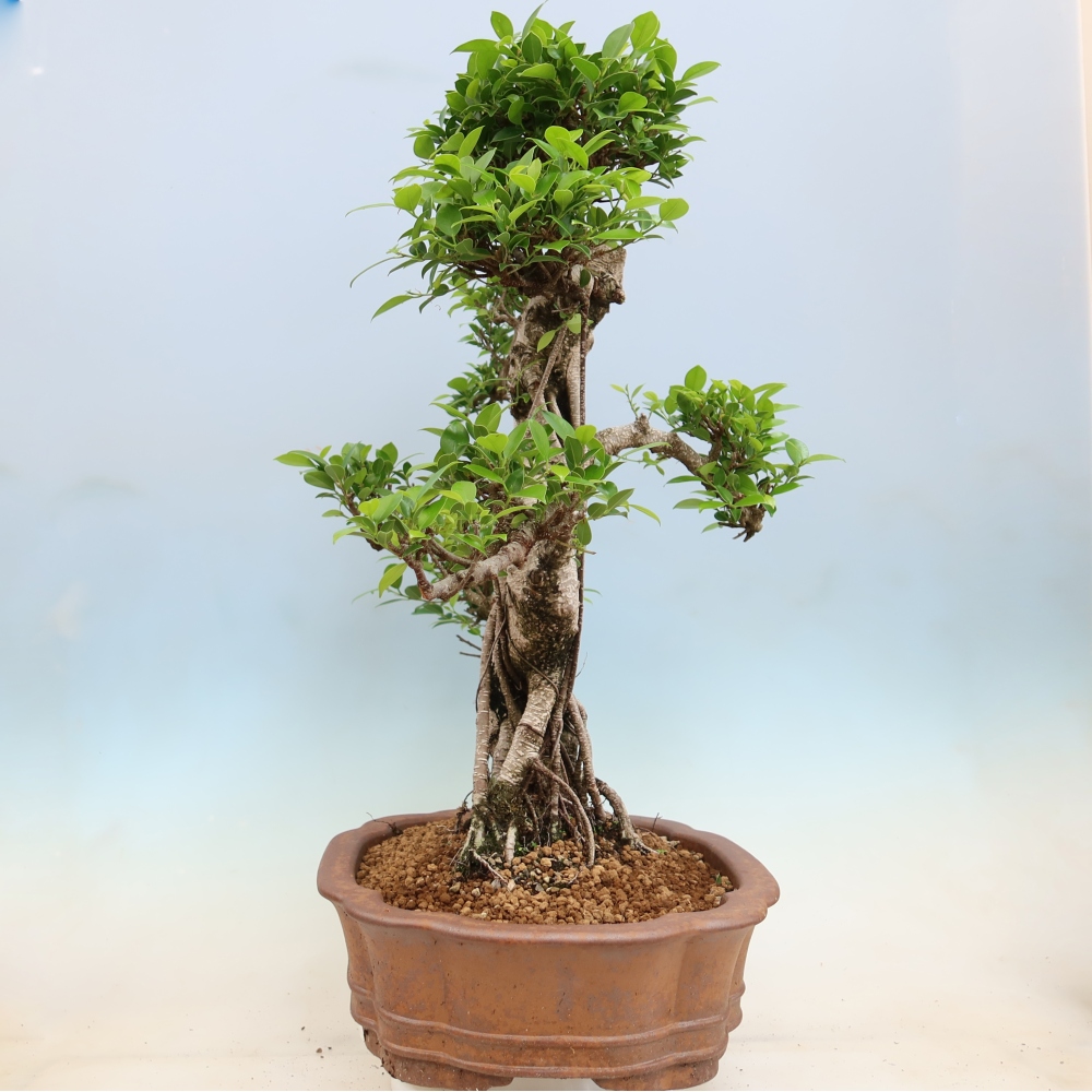 Kamerbonsai - Ficus kimmen - kleinbladige ficus