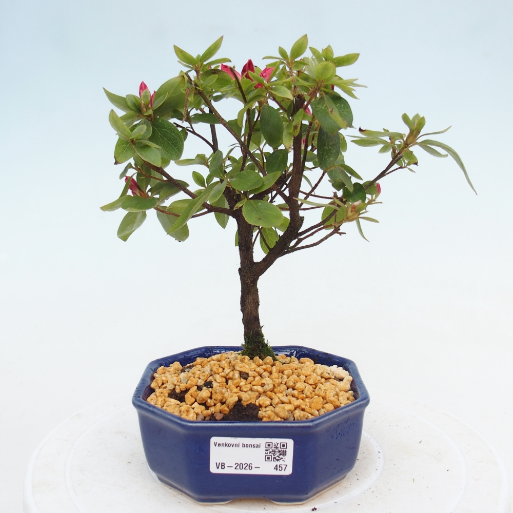 Bonsai voor buiten - Japanse azalea - Azalea sp.