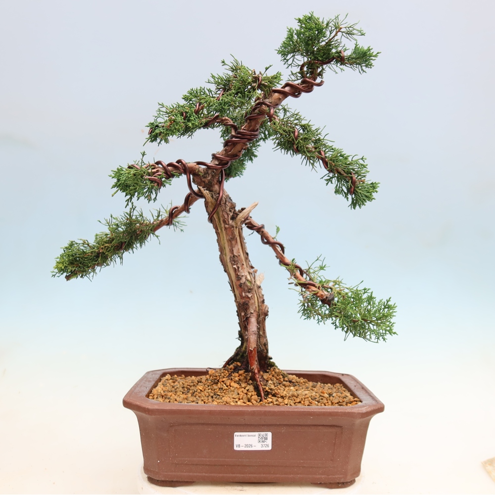 Bonsai voor buiten - Juniperus chinensis Kishu