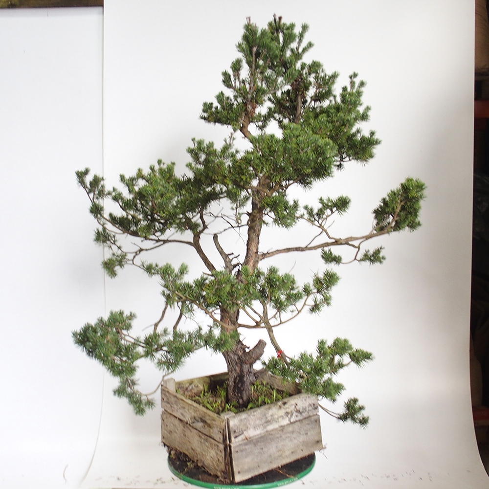 Yamadori - Pinus sylvestris Spanje