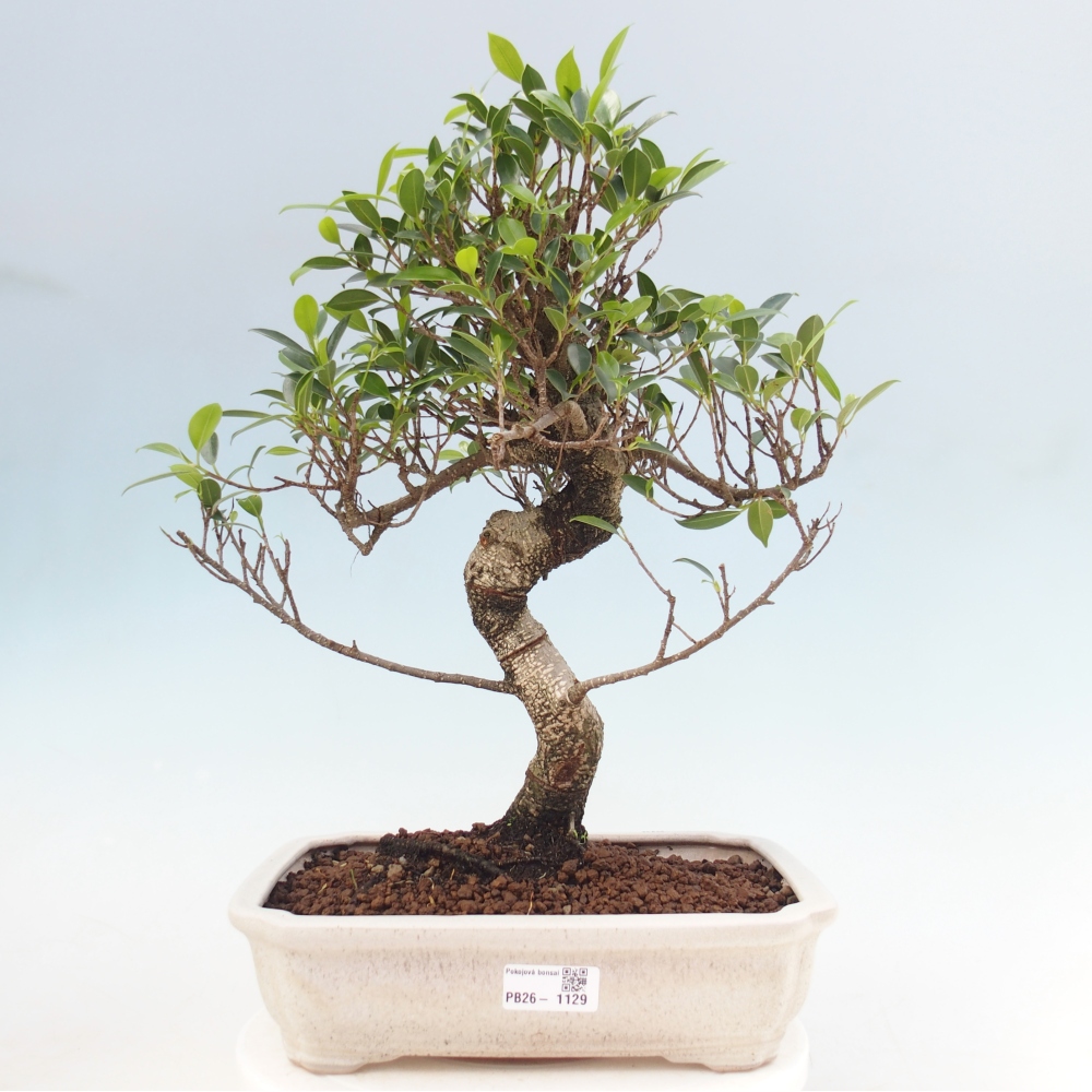 Kamerbonsai - Ficus kimmen - kleinbladige ficus