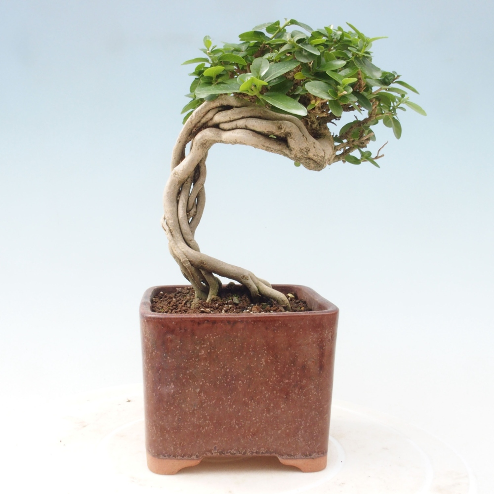 Bonsai voor binnen - Premna serratifolia - Kozlovna malolista