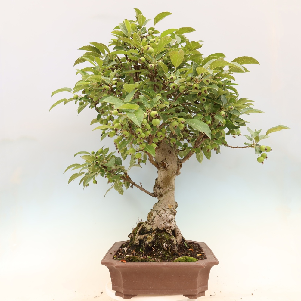 Bonsai voor buiten -Malus halliana - Appelboom met kleine vruchten