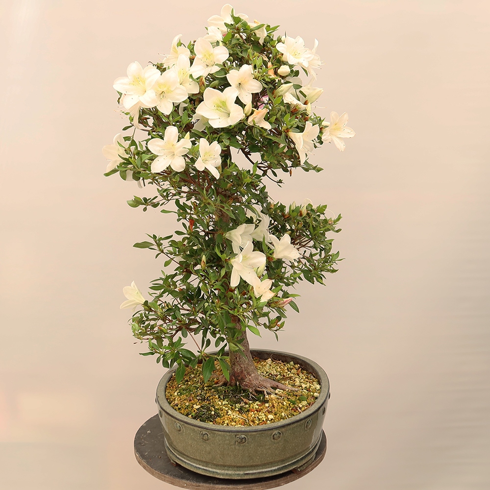 Bonsai voor buiten - Japanse Azalea - Azalea Hand