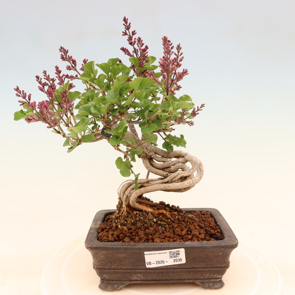 Bonsai voor buiten - Syringa microphylla - kleinbloemige sering