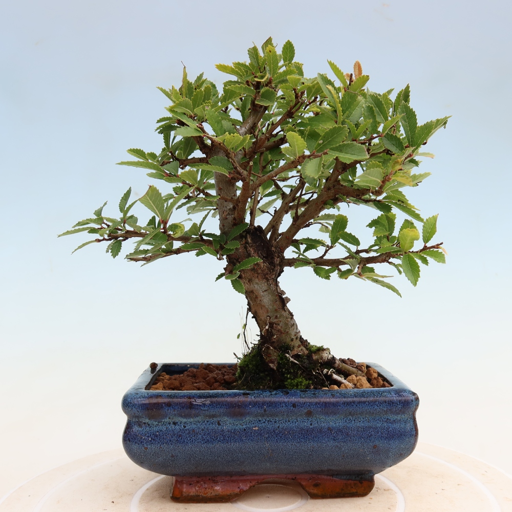 Bonsai voor buiten - Zelkova - Zelkova NIRE