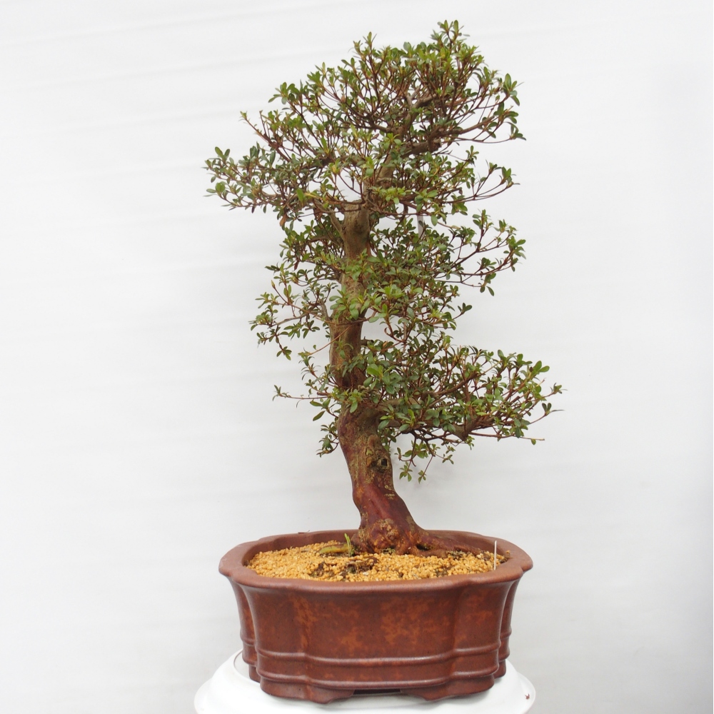 Bonsai voor buiten - Japanse Azalea - Azalea Shunen
