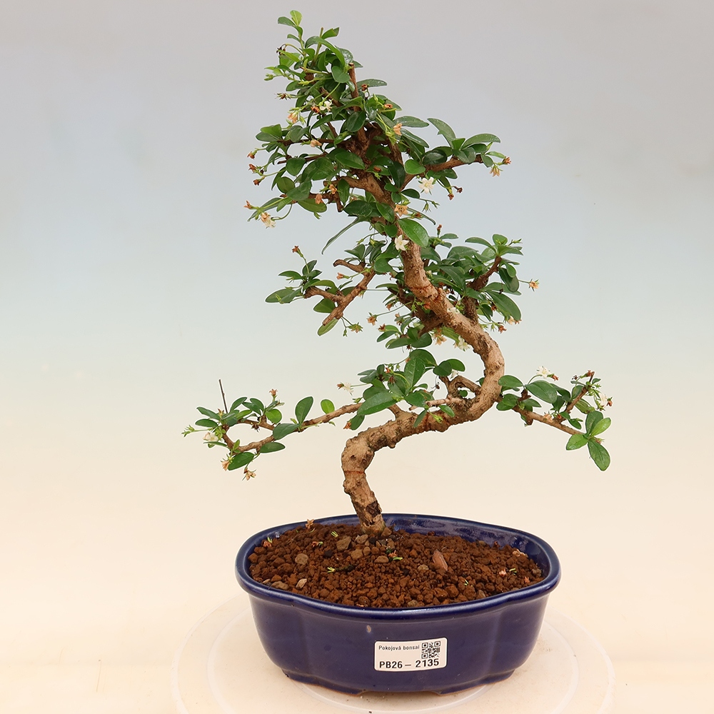 Kamerbonsai - Carmona macrophylla - Thee fuki