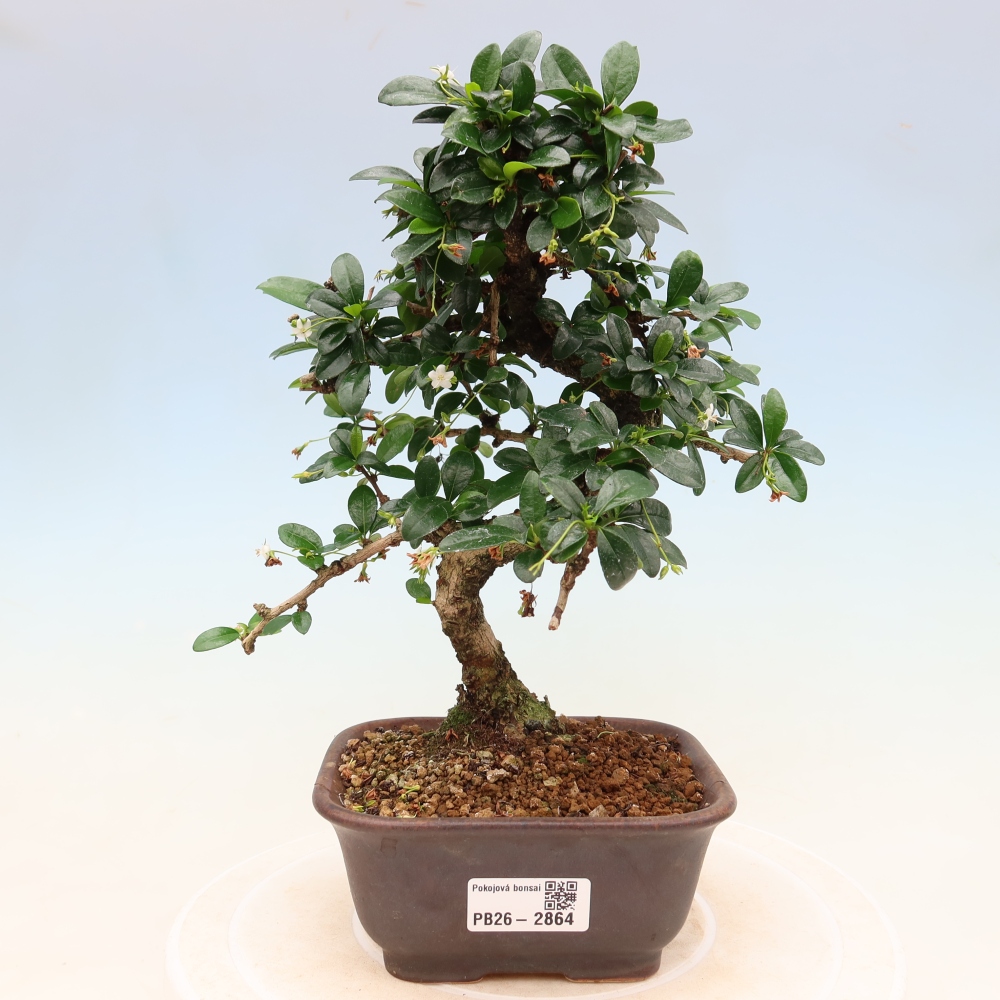 Kamerbonsai - Carmona macrophylla - Thee fuki